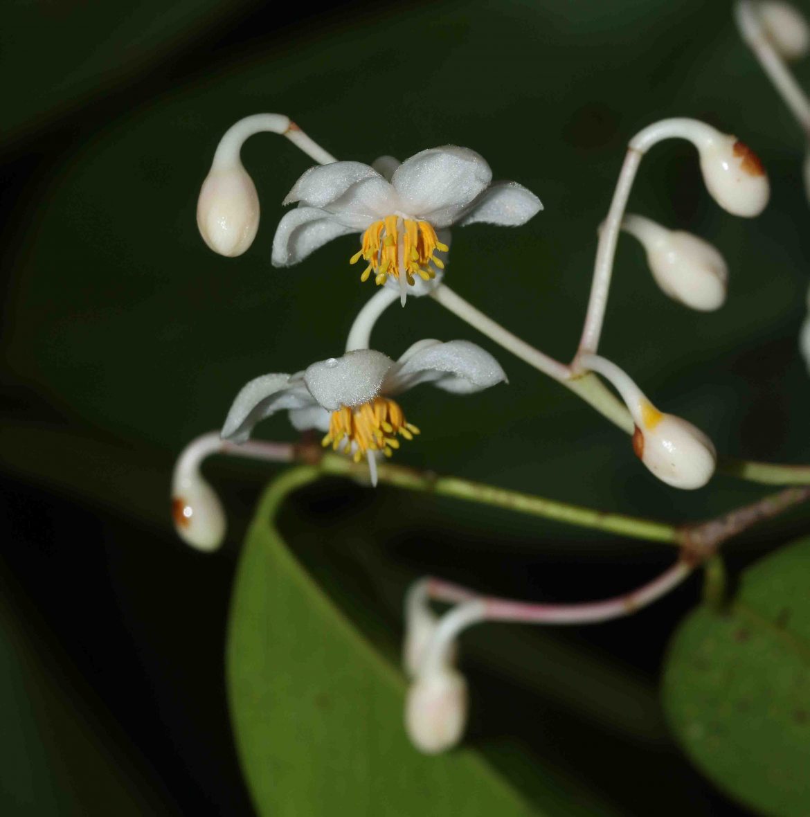 වඳවී යන ‘පිනිබෙරලිය’ සංරක්ෂණ කිරීමේ වැඩසටහනක්