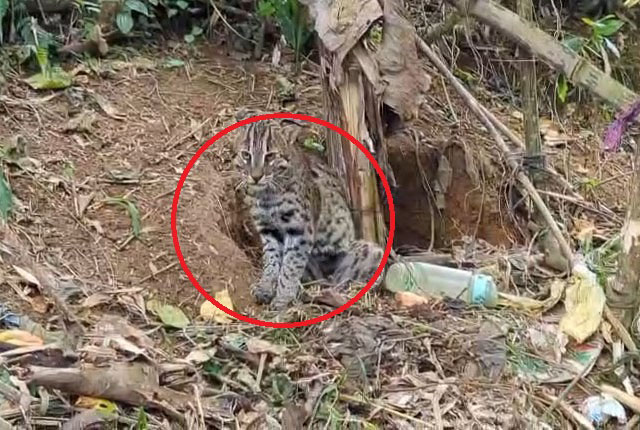 සුනඛ දඩයමේ පැමිණි හදුන් දිවියෙකු මන්දකට හසුවෙයි